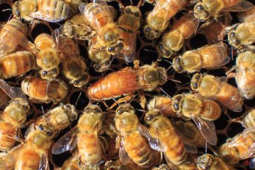 bee for sale
