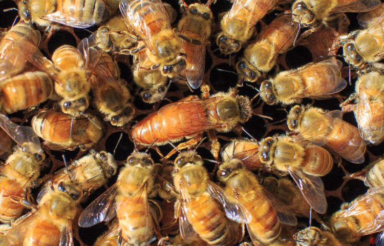 bee for sale